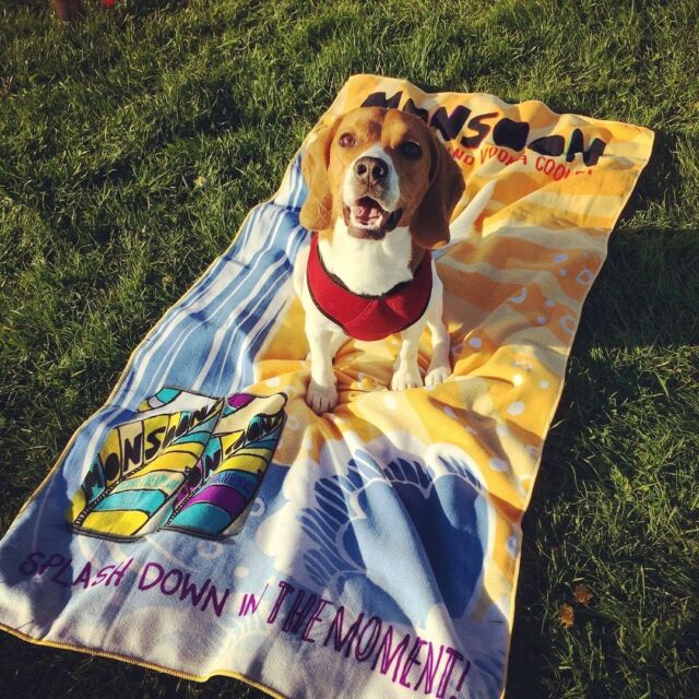 Feeling pooched? Monday’s certainly hit different! Here’s a beautiful @monsooncoolers beach towel to remind you of hot sunny days in the PNW!